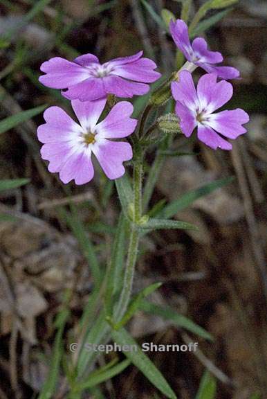 phlox speciosa ssp occidentalis 3 graphic